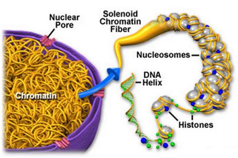 Plant Life: Chromatin