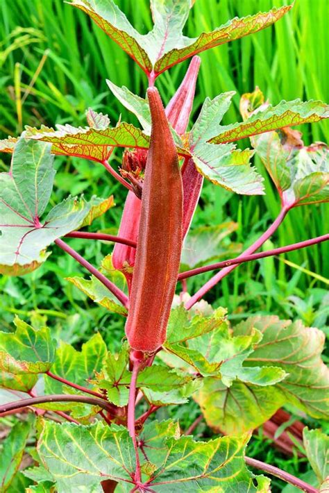 The 13 Best Okra Varieties for Your Vegetable Patch | Gardener’s Path