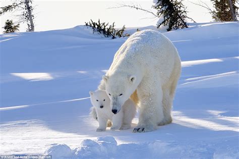 Polar bear cub ventures out of its den for the very first time in Manitoba, Canada | Daily Mail ...