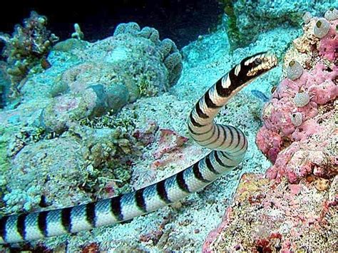 Belcher’s Sea Snake – "OCEAN TREASURES" Memorial Library