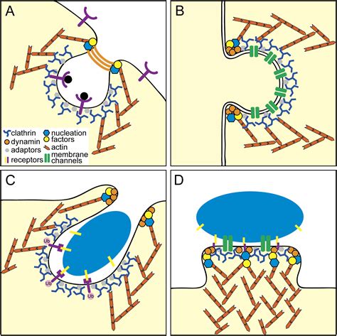 Clathrin: An Amazing Multifunctional Dreamcoat?: Cell Host & Microbe