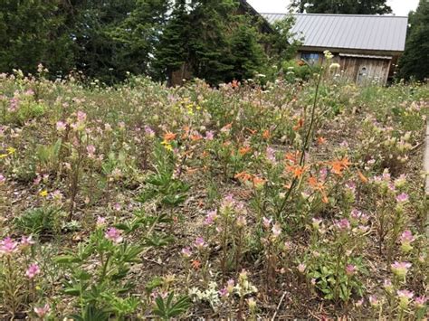 Native wildflower meadow seeding project8 - Klamath Siskiyou Native Seeds