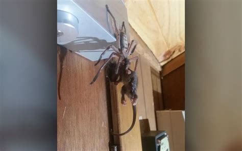 Huntsman Spider Devours Possum in Viral (and Terrifying) Photos | Huntsman spider, Spider ...