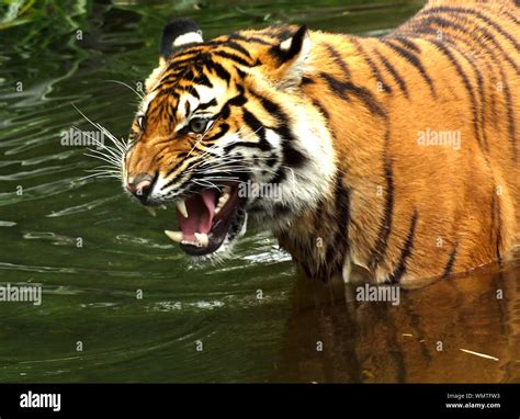 Growling Tiger High Resolution Stock Photography and Images - Alamy