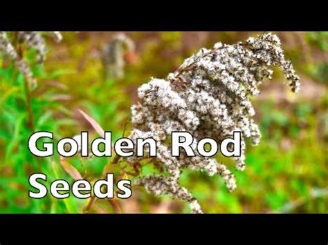 Goldenrod Seeds - YouTube