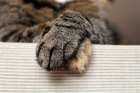 Free Images : hand, pet, fur, foot, mammal, material, close up, textile, domestic cat, mackerel ...