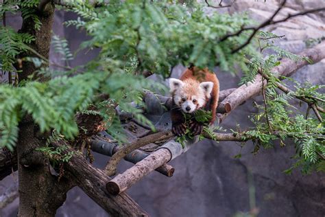 National Zoo reveals how red panda escaped enclosure | WTOP