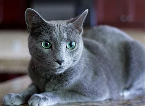 russian blue, maybe my next? | Russian blue, Blue cats, Cats, kittens