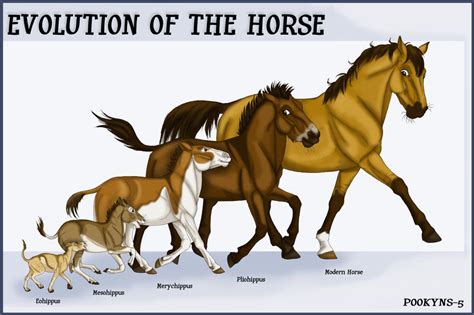 Horse evolution by pookyhorse on DeviantArt