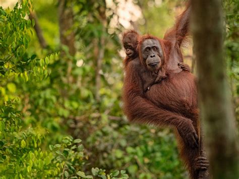 Orangutan conservation breakthrough pairs drones with space technology