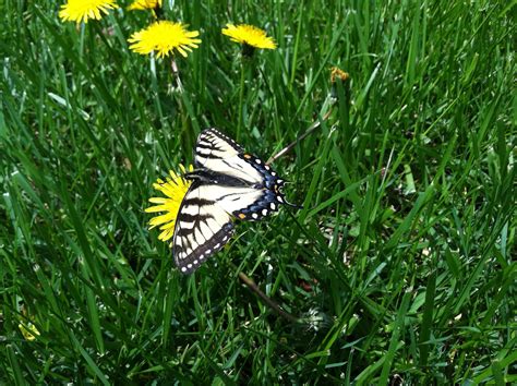 Spring Butterfly Guide – The Academy of Natural Sciences