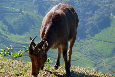 Eravikulam National Park, Munnar - Times of India Travel