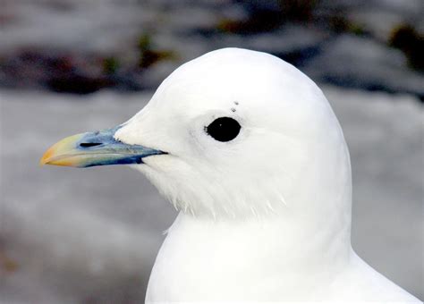 Ivory Gull – "OCEAN TREASURES" Memorial Library