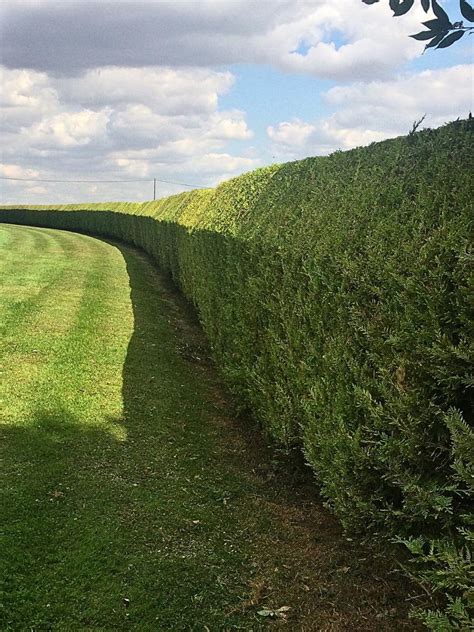 14 Evergreen Shrubs to Create Green Privacy Screens in Your Yard