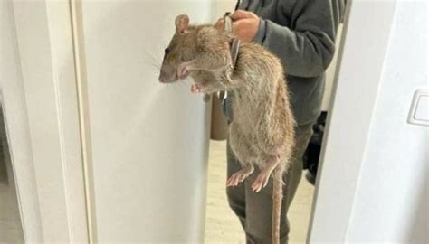 Two-foot-long 'poison-immune' mutant rats attack British homes