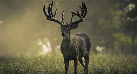 The Biggest Whitetail Buck Ever Killed | Nomad Outdoor - NOMAD Outdoor