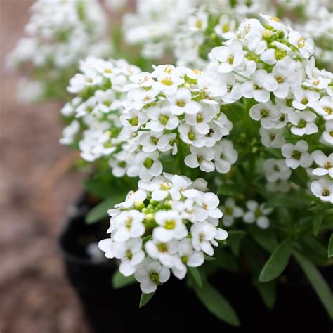 Sweet Alyssum - Lobularia 'Easter Bonnet White'