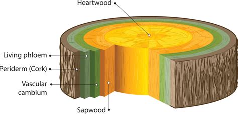 Wood Composition - KidsPressMagazine.com