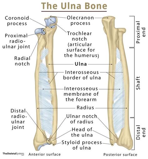 Radius And Ulna Diagram