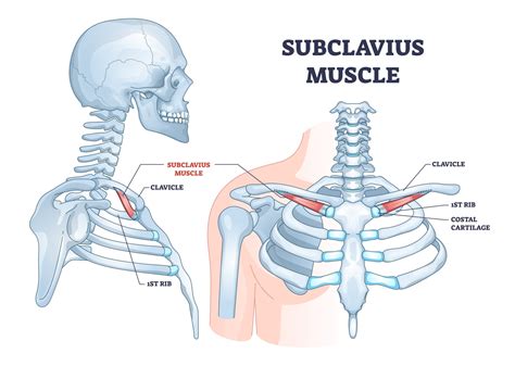 Subclavius Muscle Pain - Muscle Pain