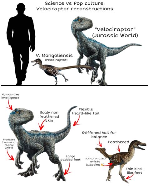 Jurassic park vs Reality: Velociraptor | Jurassic Park | Know Your Meme