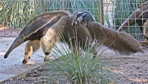 The Santa Ana Zoo at Prentice Park: A New Baby Giant Anteater Born at ...