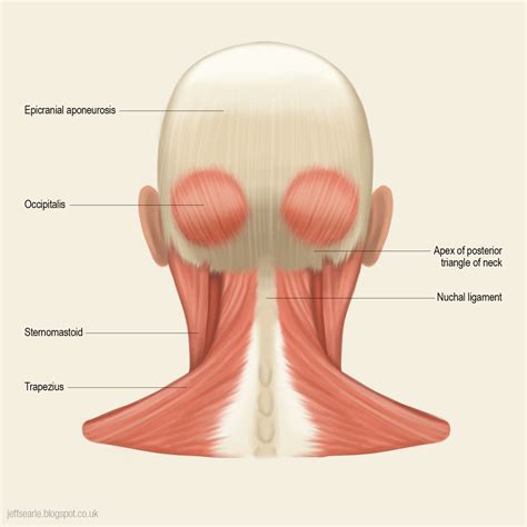 Jeff Searle: Muscles of the head and neck