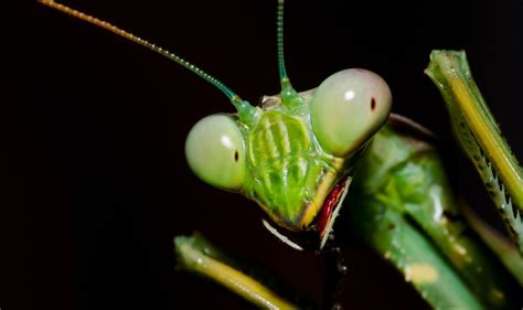 Praying mantis invasion: UK on alert as insects travel north to Channel ...