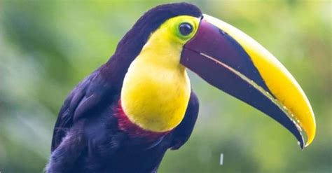 Toucan Pictures - AZ Animals