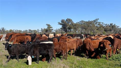 New bid for the Kidman estate, Australia's largest cattle farm - BBC News