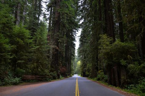 The Best Hotels for the Redwood National Park | The Hotel Guru