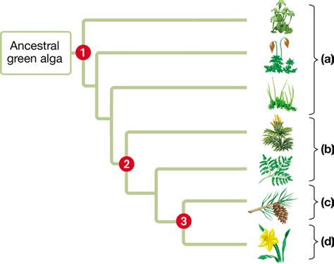 In this abbreviated diagram, identify the four major plant groups ...