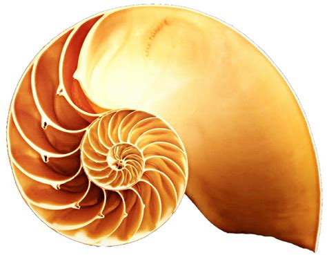 Snail shell clipart 20 free Cliparts | Download images on Clipground 2024