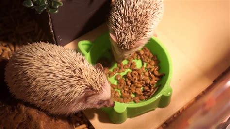 Hedgehog care - YouTube