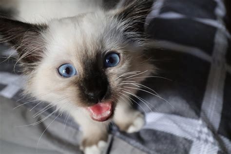 Birman Cat Breed Information