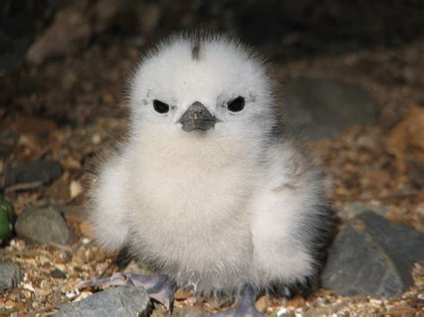 Fairy Tern Chick : r/aww