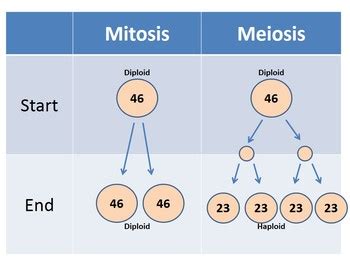 Mitosis vs. Meiosis Animation PowerPoint by Beverly Biology | TpT