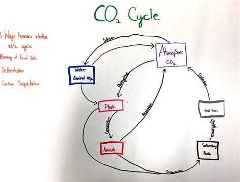 Easy carbon cycle diagram - lordryte