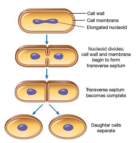 Bacterial Reproduction/Study material for Bacteria Chapter and MCQs for GPAT - Gpatindia ...