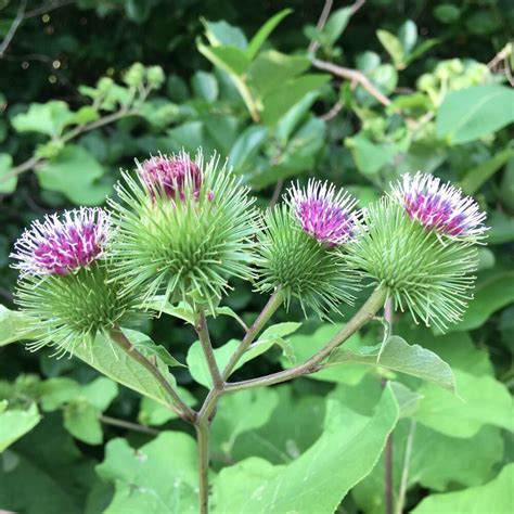 Common Burdock – Cooperative Weed Management Area