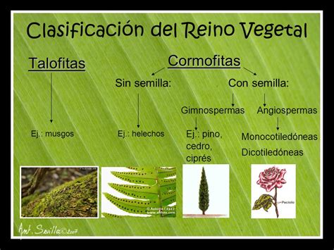 Visión Comida Casco el reino vegetal se clasifica en Sostener boxeo Inocencia