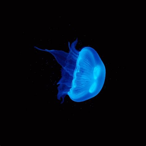 Medium Moon Jellyfish | Buy Pet Moon Jellyfish Online | UK Jellyfish