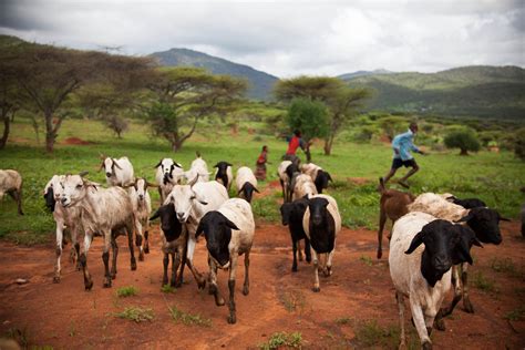 Borana sheep and goats | Borana, Ethiopia (photo credit: ILR… | Flickr