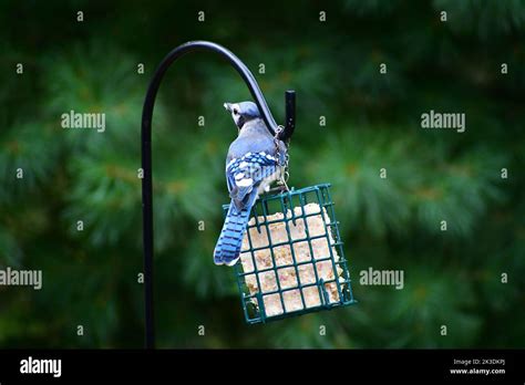 A wild Blue Jay eating from a feeder Stock Photo - Alamy