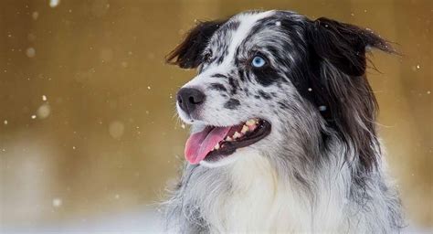 Blue Merle Australian Shepherd: The Facts Behind the Fur