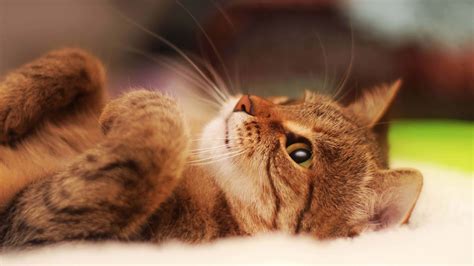 Cat Lying On Its Back UHD 4K Wallpaper - Pixelz