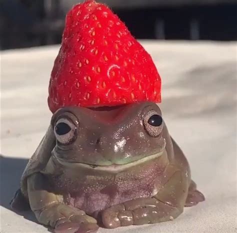 The web site of ilovefrogswithstrawberries