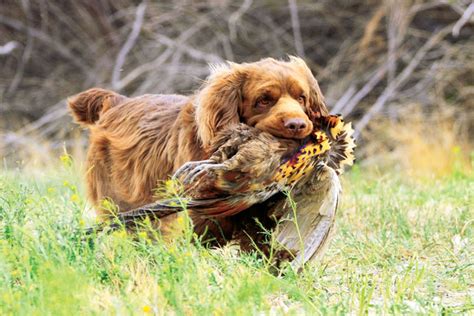 Breed Profile: Sussex Spaniel - Gun Dog