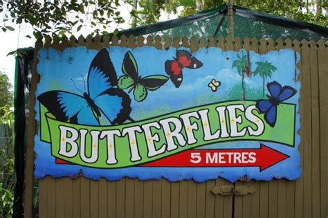 Kuranda Sights: The Butterfly Sanctuary - Vikingess Voyages