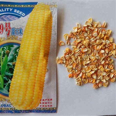 Hybrid Yellow Sweet Waxy Corn Seeds Maize Seeds For Planting,China price supplier - 21food